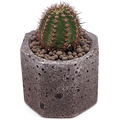 Кактус Лобивия Фаматимская