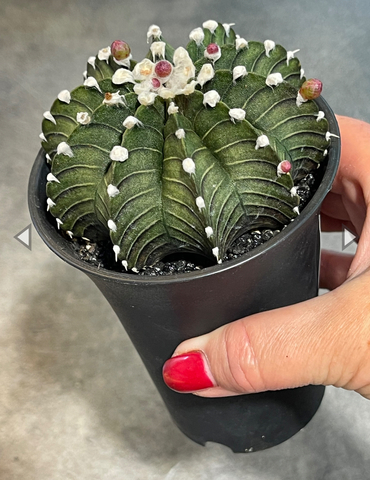 Гимнокалициум Блэк