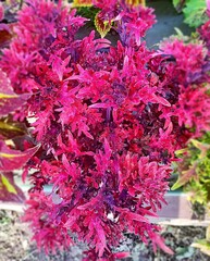 Golden Veil Тай колеус КСР