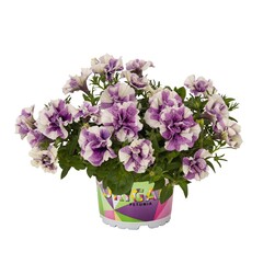 32100 Петуния ORIGAMI LAVENDER TOUCH (ВЕСНА 2025)