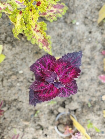 Nairobi ES колеус