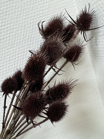 Ворсянка Баклажан (пучок)