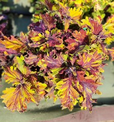 Freckles Rufles Тай колеус КСР