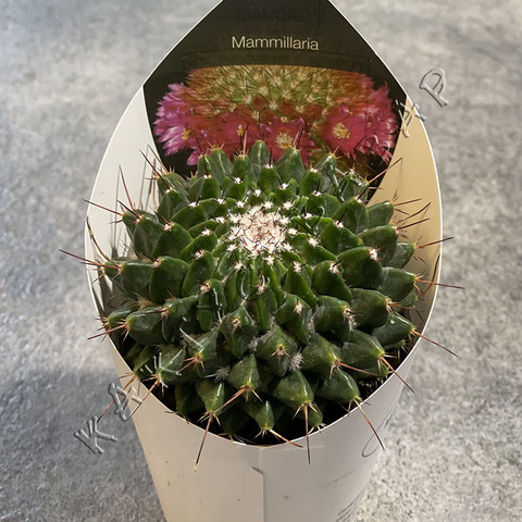 Маммиллярия Мистакс d7