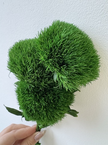 Гвоздика Грин бол Грин трик Зеленый на собсвенном стебле (3 шт в упак.)