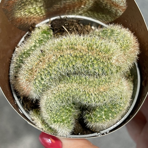 Маммиллярия Эрнеста кристата d7