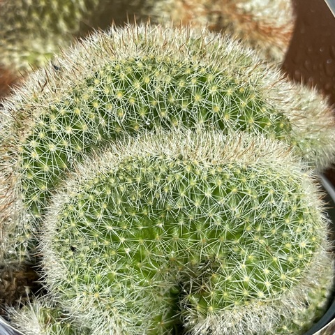 Маммиллярия Эрнеста кристата d7