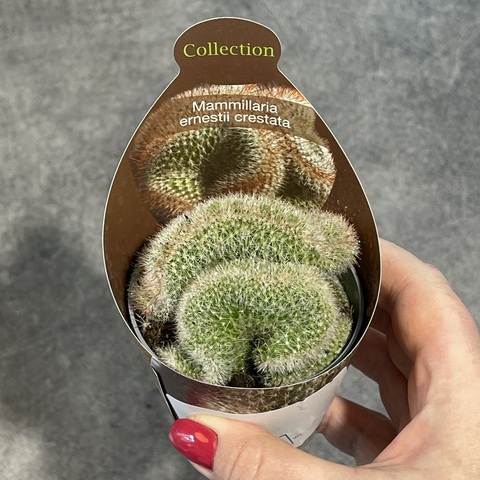 Маммиллярия Эрнеста кристата d7