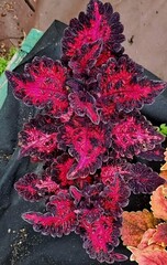 Enchantress колеус КСР