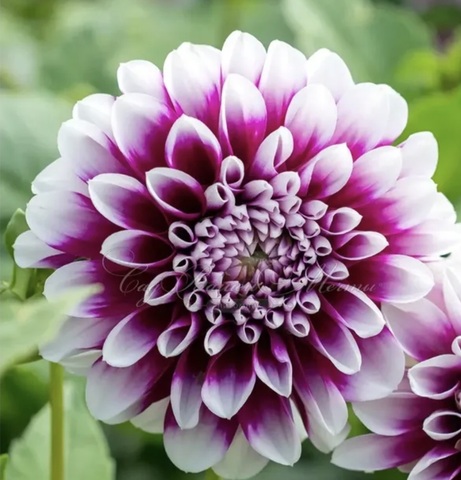 Георгин Эдинбург (Edinburgh)