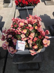 1253 Бегония BK COLLECTION GLORY BICOLOUR (Весна 2026)