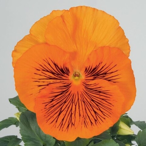 S2542 Виола крупноцветковая Cats Orange 5шт.