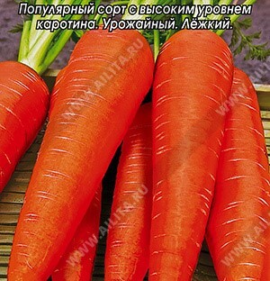 Морковь Лосиноостровская 13 – купить за 23 ₽ | 1000seeds.ru