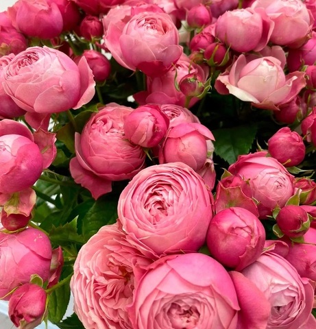 Сильва Пинк (Silva Pink)