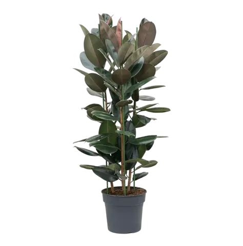 Фикус Эластика микс 4 РР