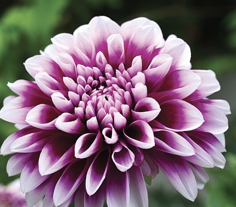 Георгин Эдинбург (Edinburgh)