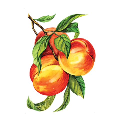 Сироп Персик ProffSyrup