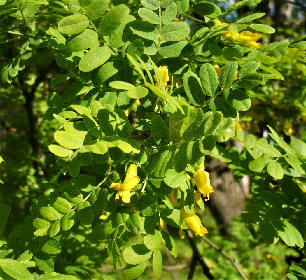 Акация желтая. Карагана древовидная Caragana arborescens lam.. Акация желтая Карагана древовидная. Акация Карагана. Карагана древовидная, желтая Акация (Caragana arborescens).