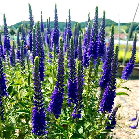 Вероника колосковая Анниверсари Блю | Veronica spicata Anniversary Blue (С1)