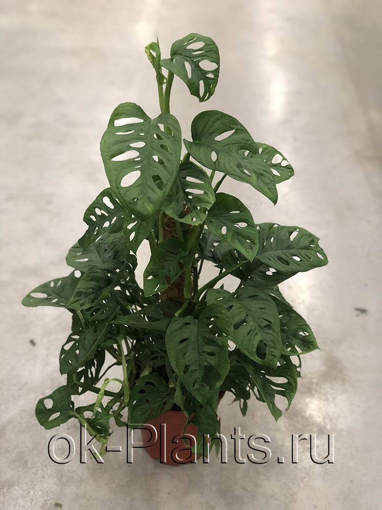 Monstera obliqua в интерьере