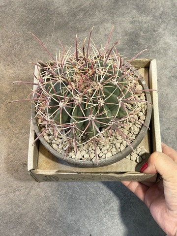 Ферокактус Грацилис в керамике d15