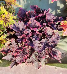 Happy Rose Тай колеус КСР