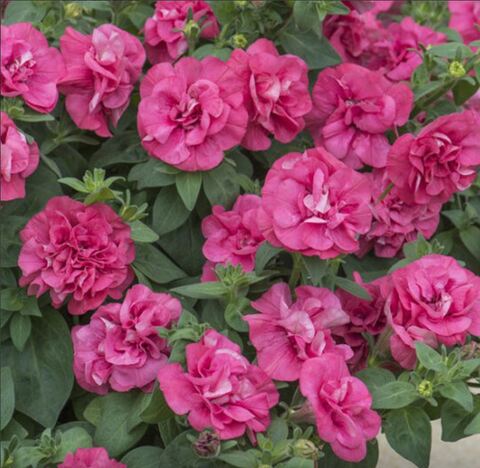 Петуния Sugar Bonbon