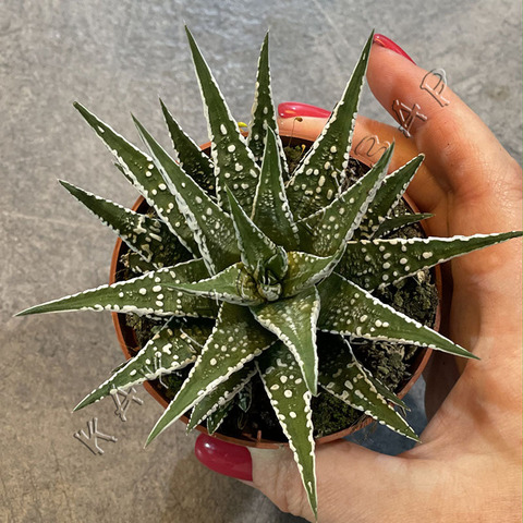 Хавортия Фасциата Альба d8