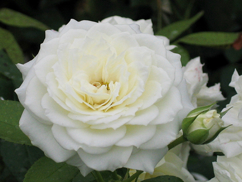 АЛАБАСТЕР(ALABASTER)