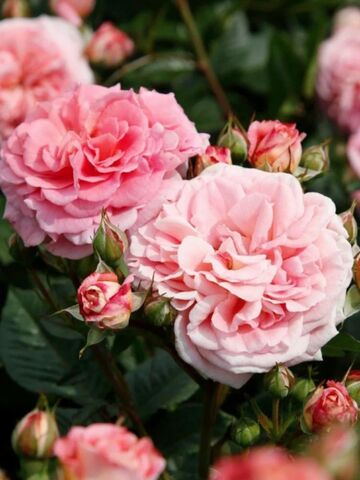 Амаретто( Amaretto (KORaugneru))