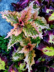 Bandit Queen Тай колеус КСР