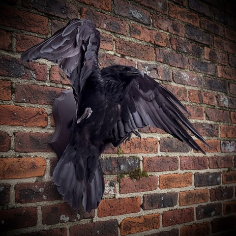 Чучело ворона