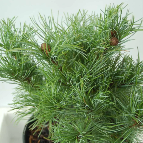 Сосна мелкоцветковая Темпельхоф | Pinus parviflora Tempelhof 25-30 см