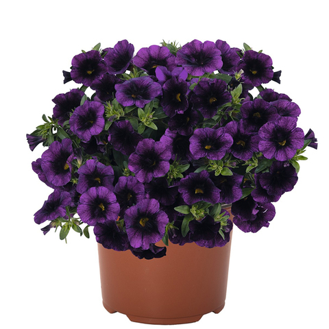 19154 Калибрахоа ALOHA KONA MIDNIGHT PURPLE (ВЕСНА 2025)