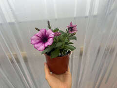 Петуния Surprise Raspberry Gem