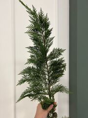 Ветка хвои - ТУЯ