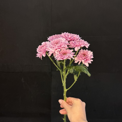 Хризантема кустовая Розовая / 1 шт