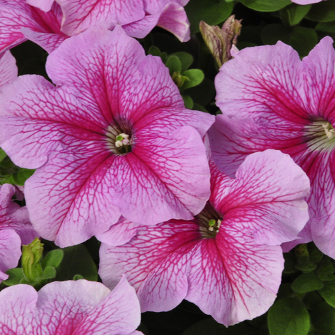 S6061 Петуния кустовая Grandiflora DREAMS PINK VEIN 100 шт.