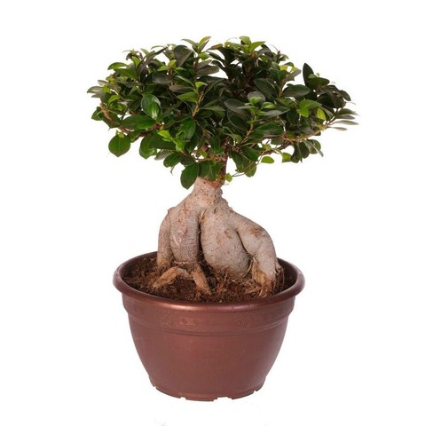 Бонсай фикус