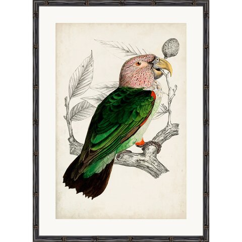 Постер 50х70 G&C Archive Antique Parrot rs3977pp1002-8318bl1