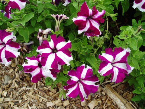 S60152 Петуния кустовая Grandiflora Tango Burgundy Star 10шт.