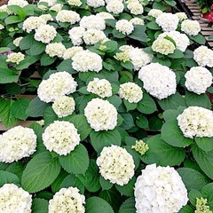 Hydrangea macrophylla Wudu