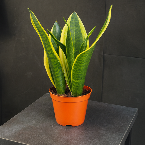 Сансевиерия (Sansevieria trifasciata)