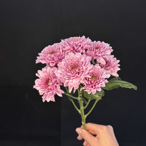 Хризантема кустовая Розовая / 1 шт