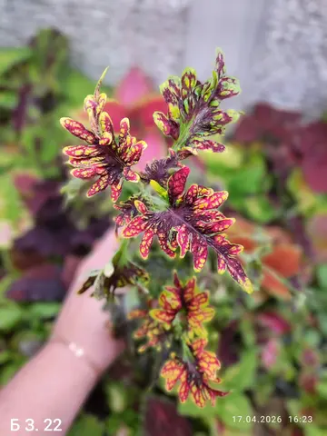 БЗ. 22 колеус