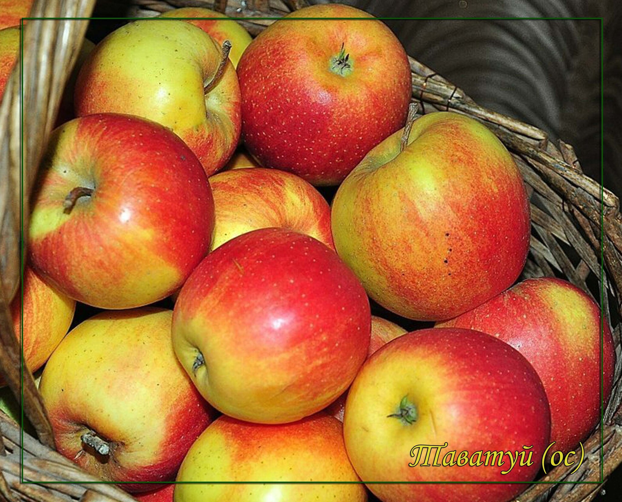яблоки в огороде. яблоки в саду. корзины с яблоками. яблоки в саду. яблочный урожай.
