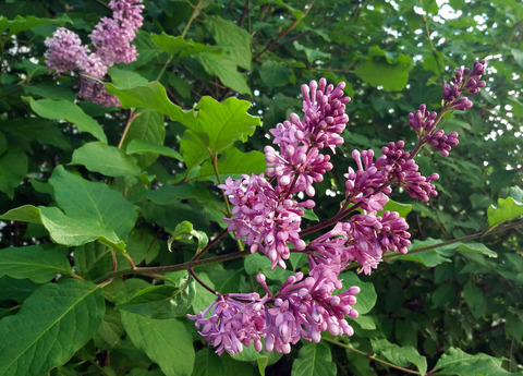 Сирень венгерская Syringa josikaea