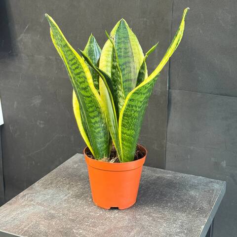Сансевиерия (Sansevieria trifasciata)