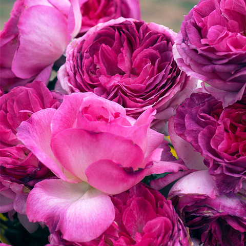 Тьерри Маркс (Thierry Marx)