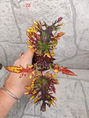 Golden Veil Тай колеус КСР